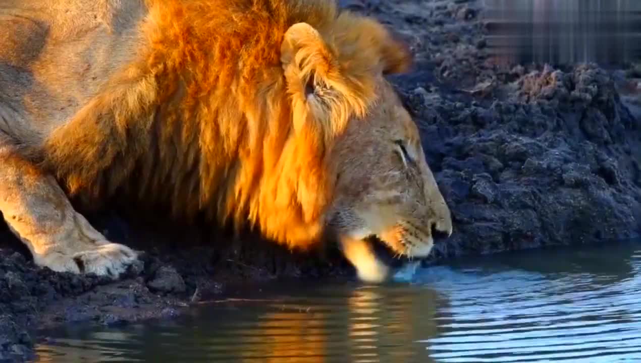 莫兰特52分全场回放免费 莫兰特52分全场回放免费